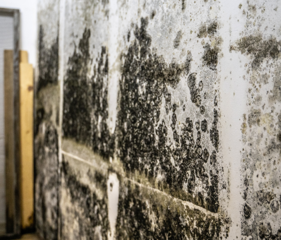 Mold Remediation